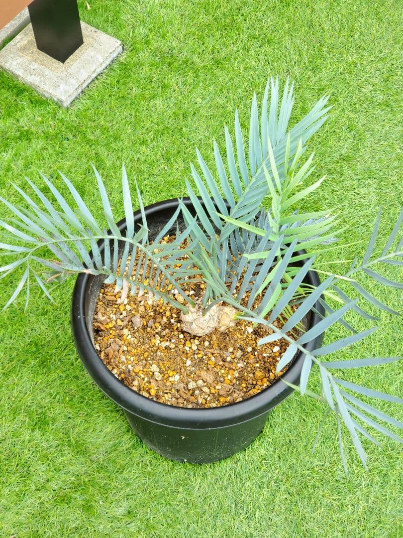 エンセ ファラルトス トリスピノーサス ダブルヘッド