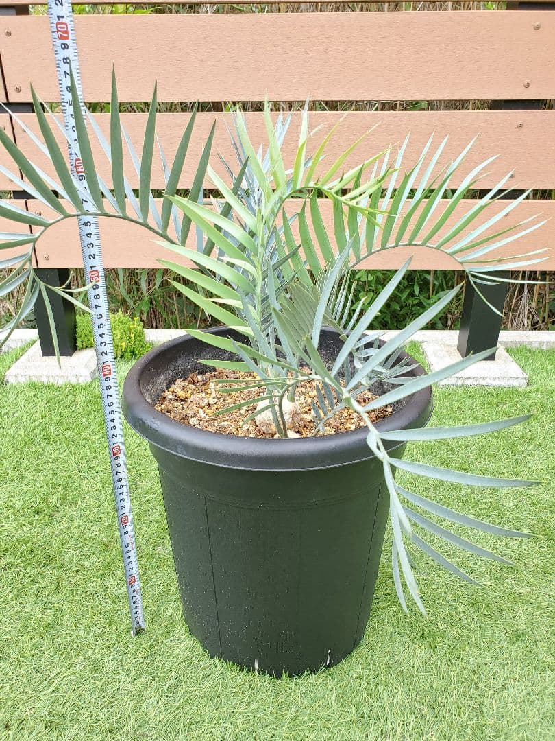 エンセ ファラルトス トリスピノーサス ダブルヘッド