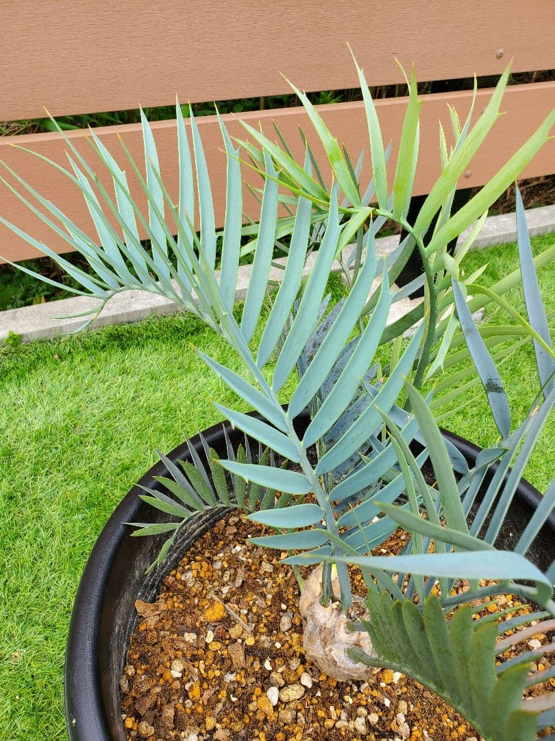 エンセ ファラルトス トリスピノーサス ダブルヘッド