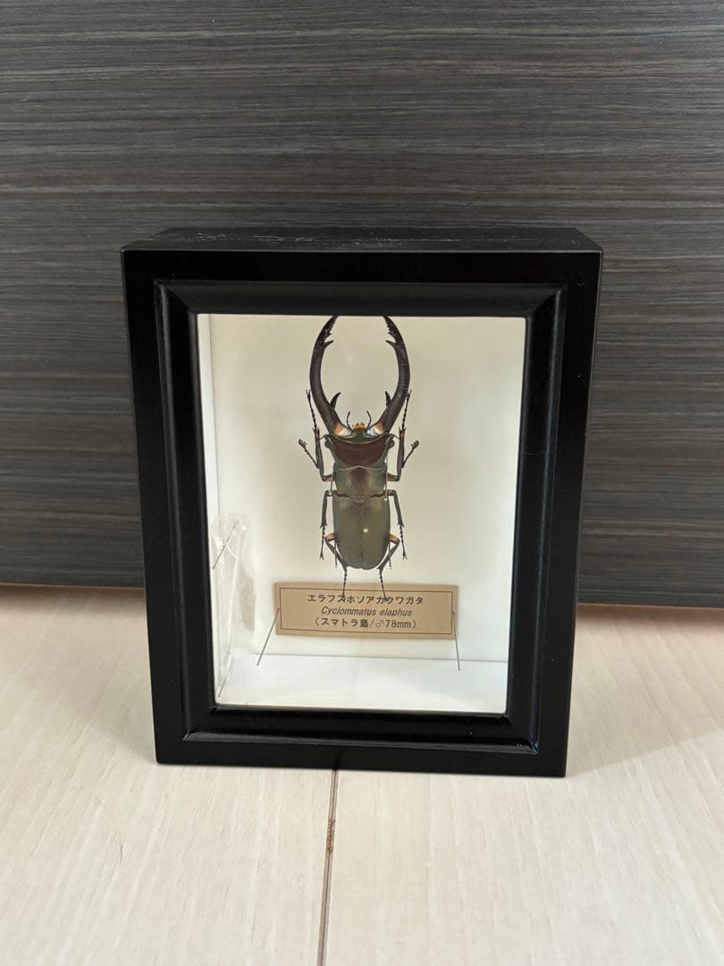 昆虫標本2点セット　ヘラクレスオオカブト、ホソアカクワガタ