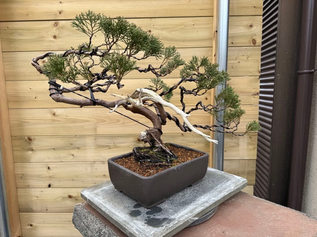u*a様 糸魚川真柏 盆栽 山採り 樹高約35cm Juniperus 中品盆栽