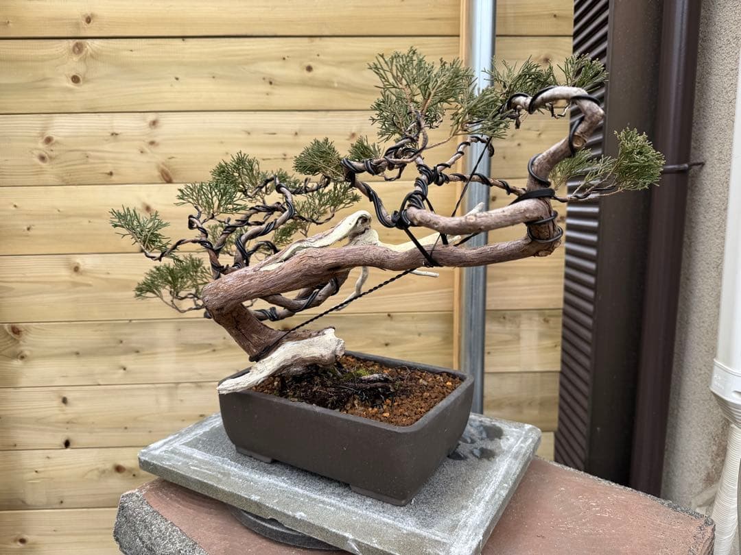 u*a様 糸魚川真柏 盆栽 山採り 樹高約35cm Juniperus 中品盆栽