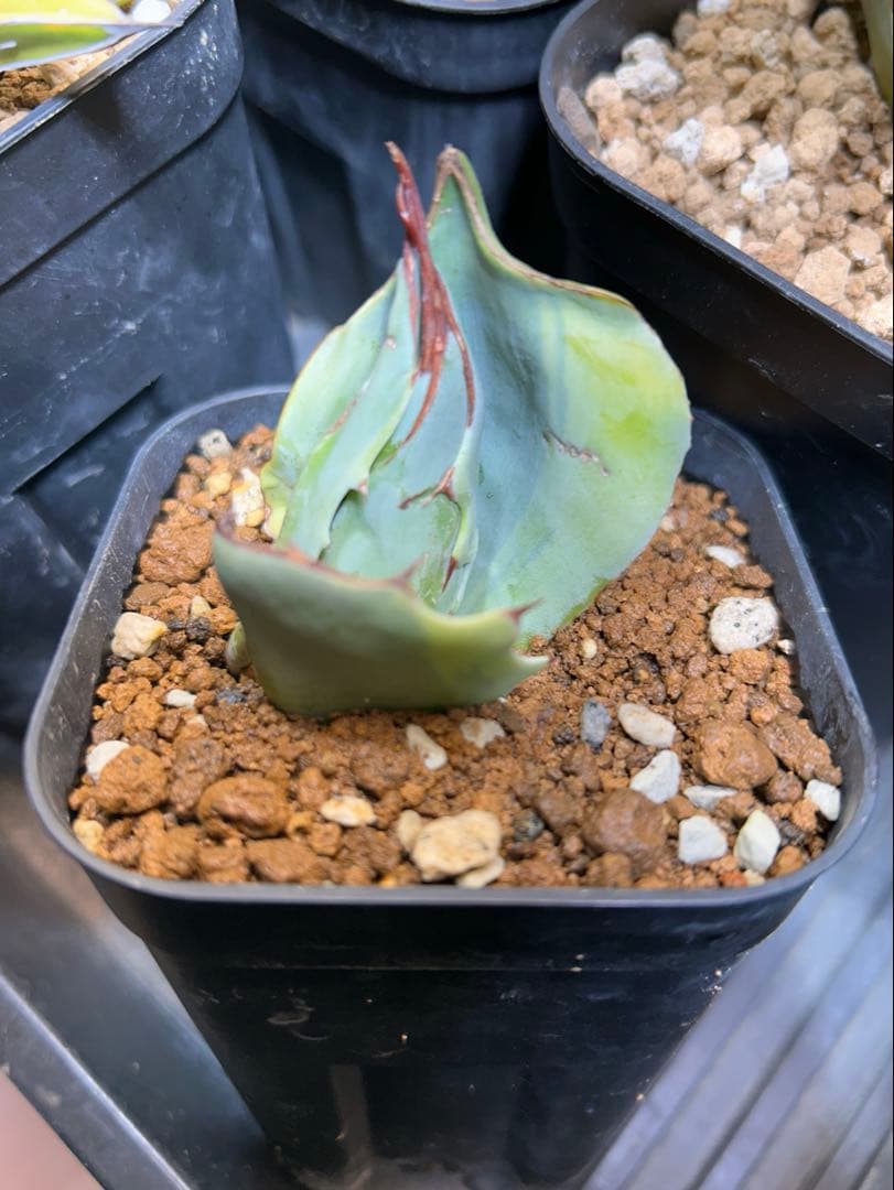 オバティフォリア　オルカ　アガベ　ドライガーデン