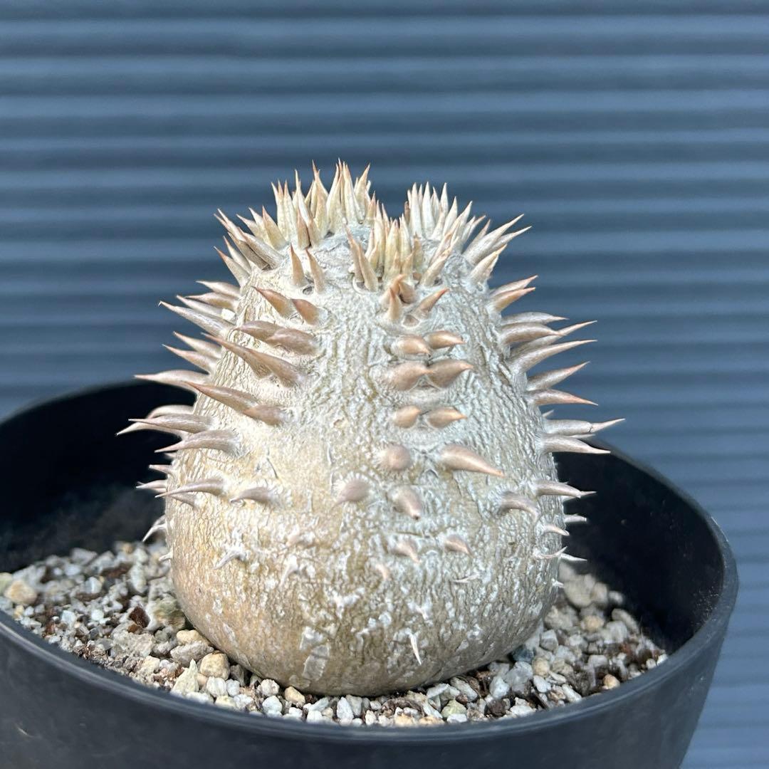 パキポディウム　恵比寿大黒　美株　鉢付き