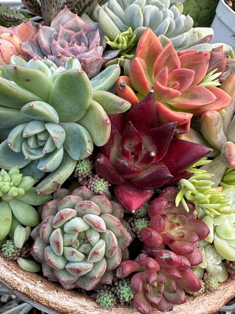 多肉植物☆リメ鉢寄せ植え