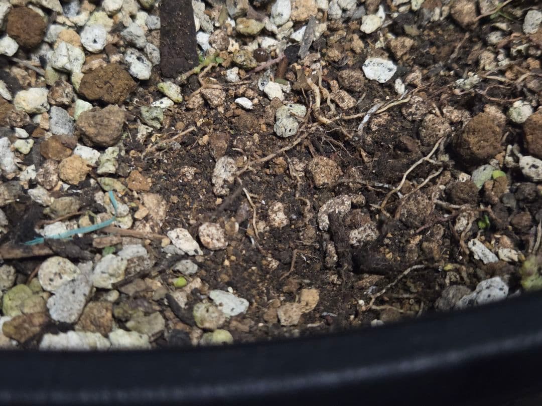 専用出品 セット、リピ割 ユッカリギダ 太株 (へ) 曲がり株