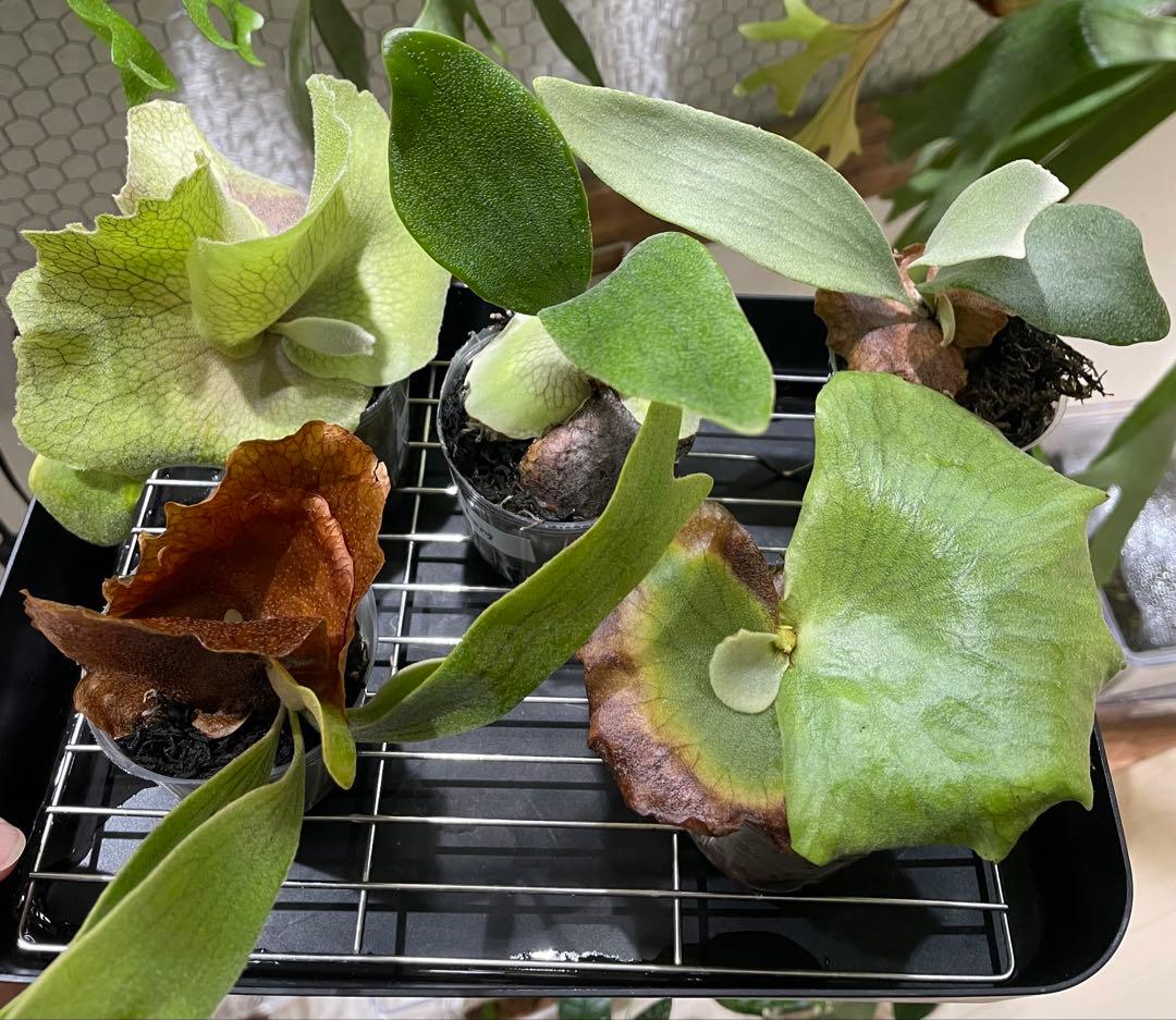 ビカクシダ　胞子培養株　大きめ5種セット