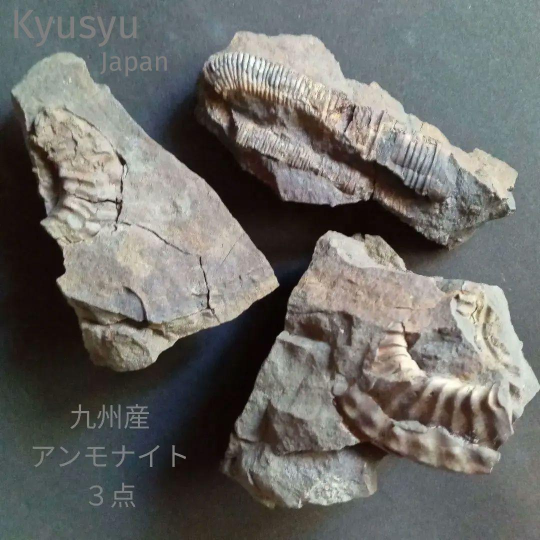 九州産　アンモナイト　ポリプチコセラス　希少