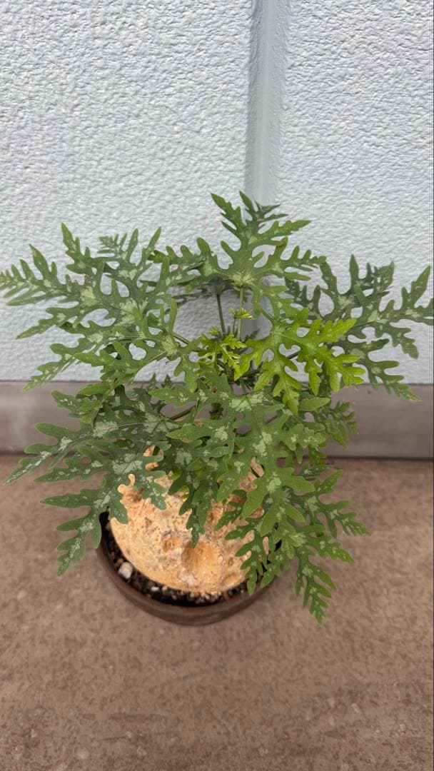 アデニア ペリエリ