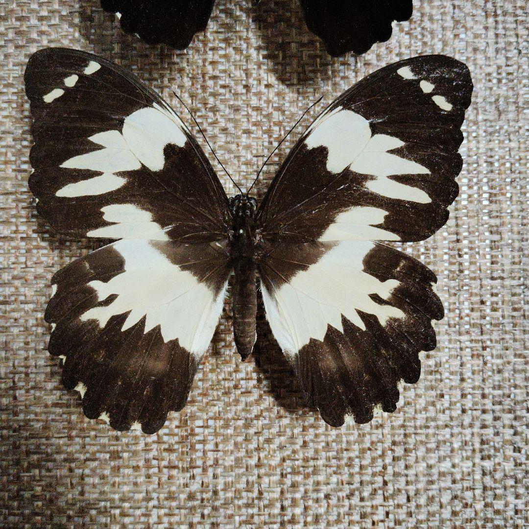 パプアアゲハ ペア!!　珍品 蝶標本