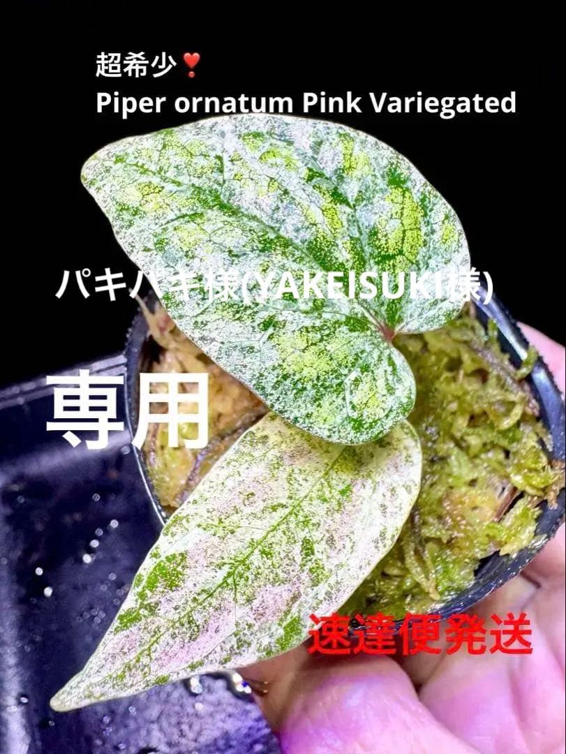 専用❣️超希少Piper ornatum Pink Variegated ピペル