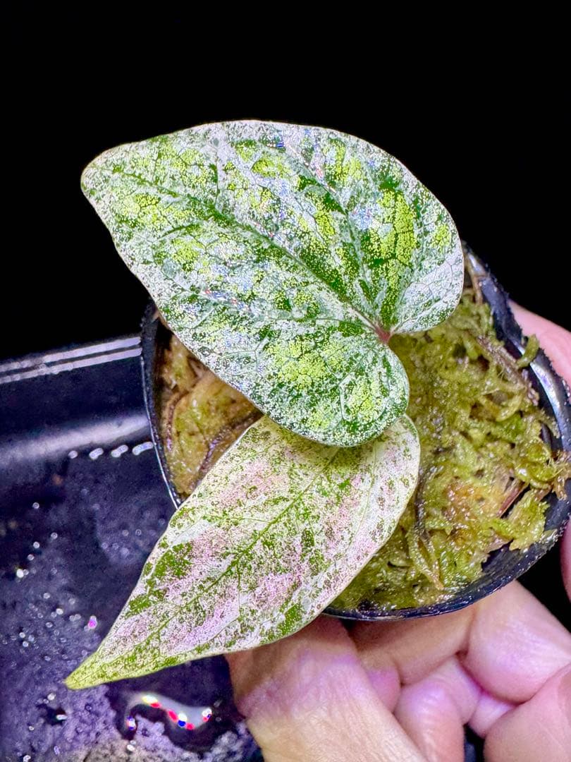 専用❣️超希少Piper ornatum Pink Variegated ピペル