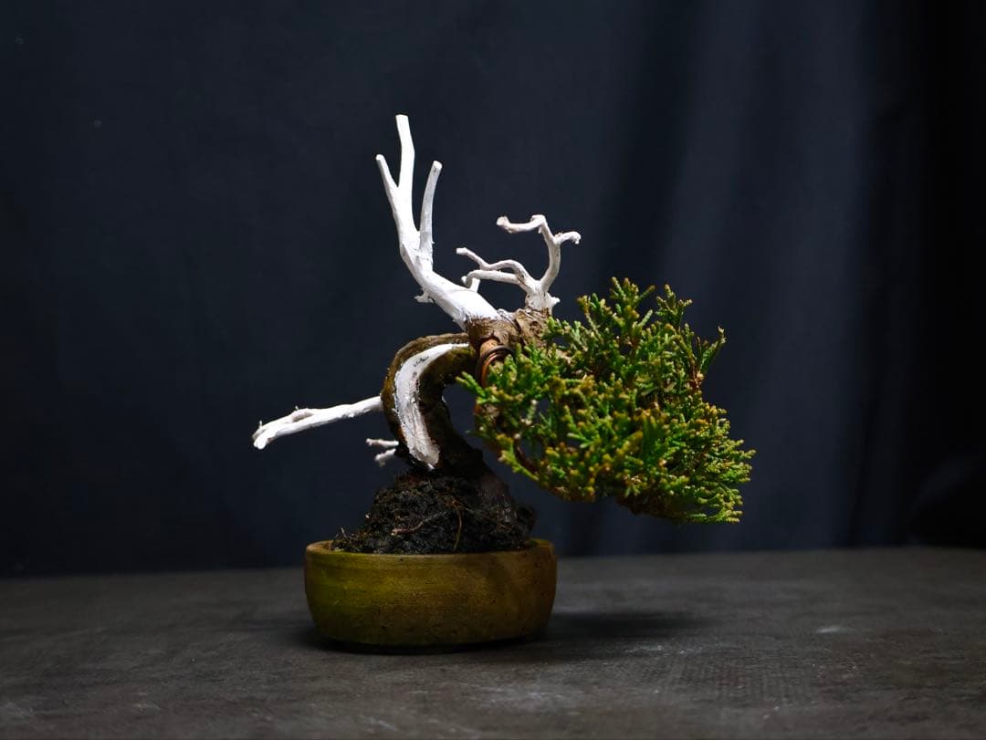 逸品　糸魚川真柏　ミニ盆栽　小品盆栽　シャリ芸