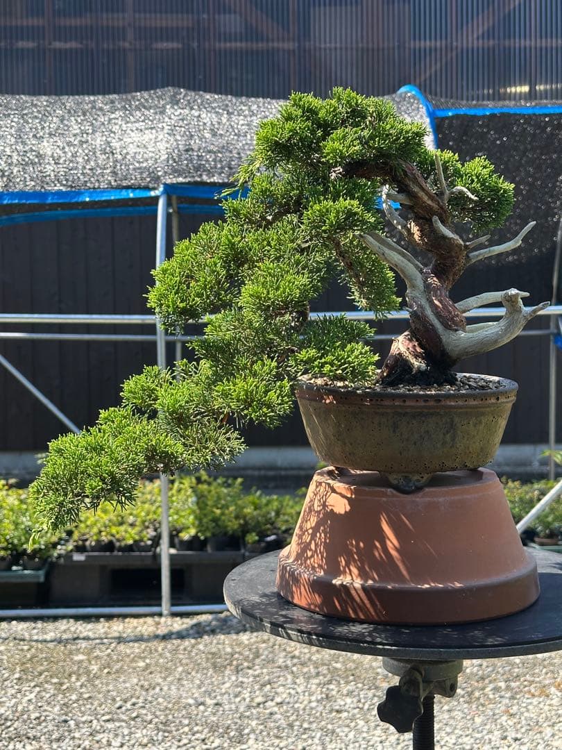 盆栽 糸魚川真柏 半懸崖 太幹-3