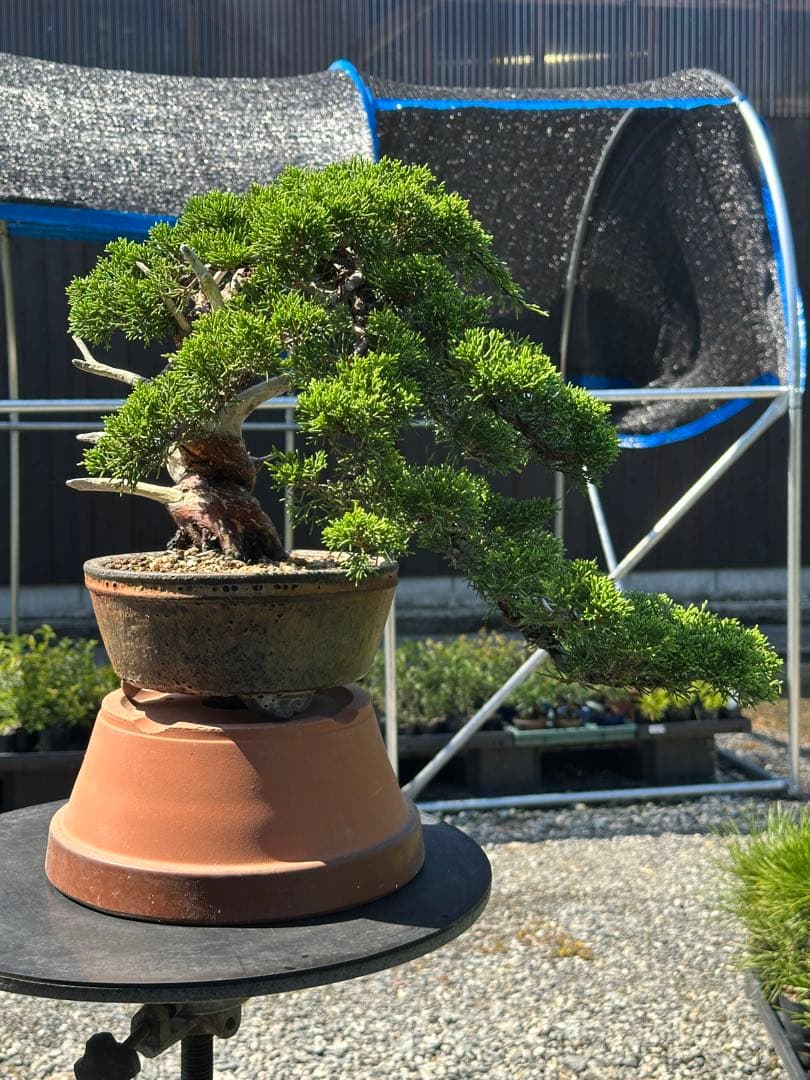 盆栽 糸魚川真柏 半懸崖 太幹-3