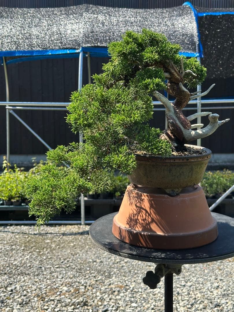 盆栽 糸魚川真柏 半懸崖 太幹-3