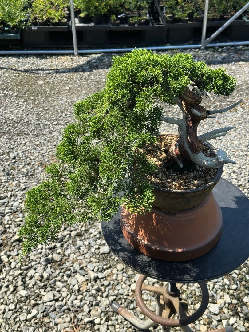 盆栽 糸魚川真柏 半懸崖 太幹-3