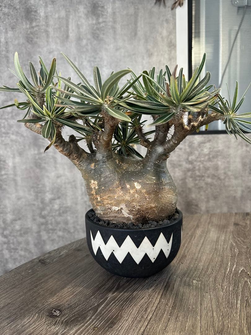 パキポディウムグラキリス　valiem