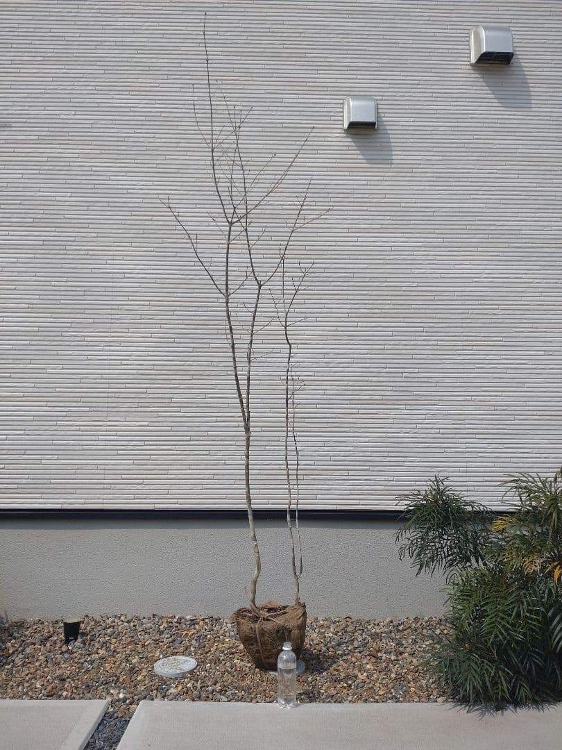 【株立ち・美白斑点模様】アオダモ A250402 【茨城直接引渡し可】山採り