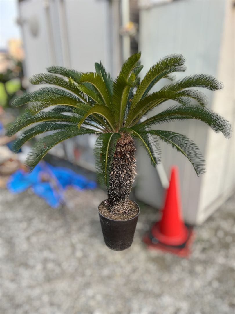 ソテツ 鉢植え 地植え シンボルツリー