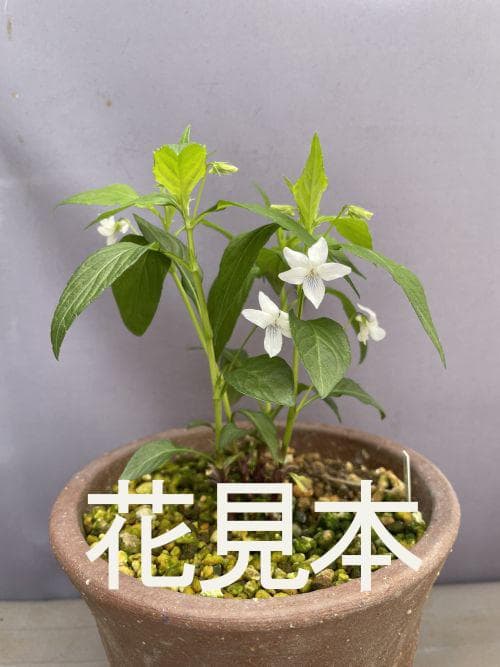 t*o様 タデスミレ3