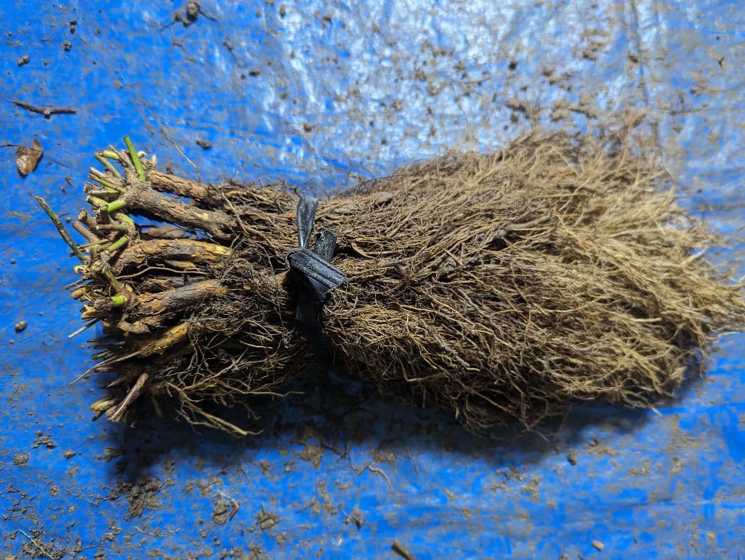 バラ台木専用出品