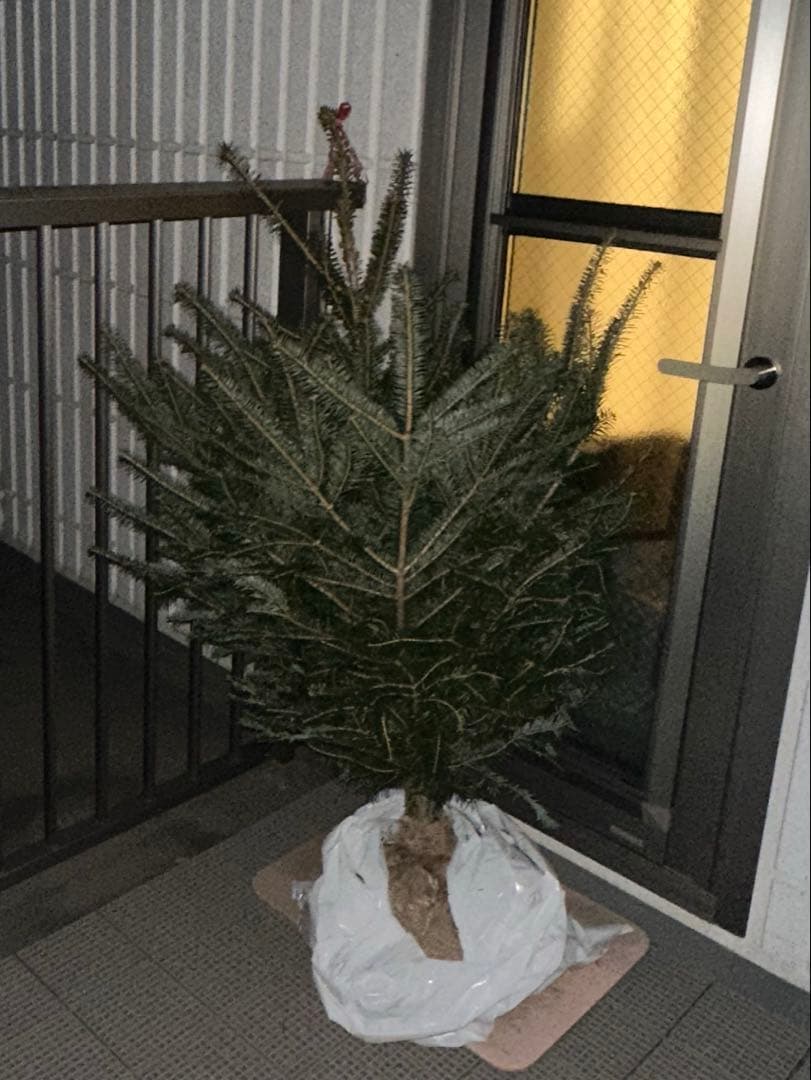 生木 クリスマスツリー 小型 土付き1メートル