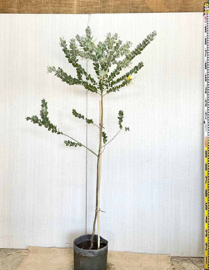 パールアカシア/ 63