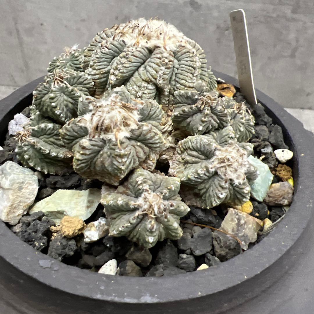 アズテキウム【花籠】サボテン实生