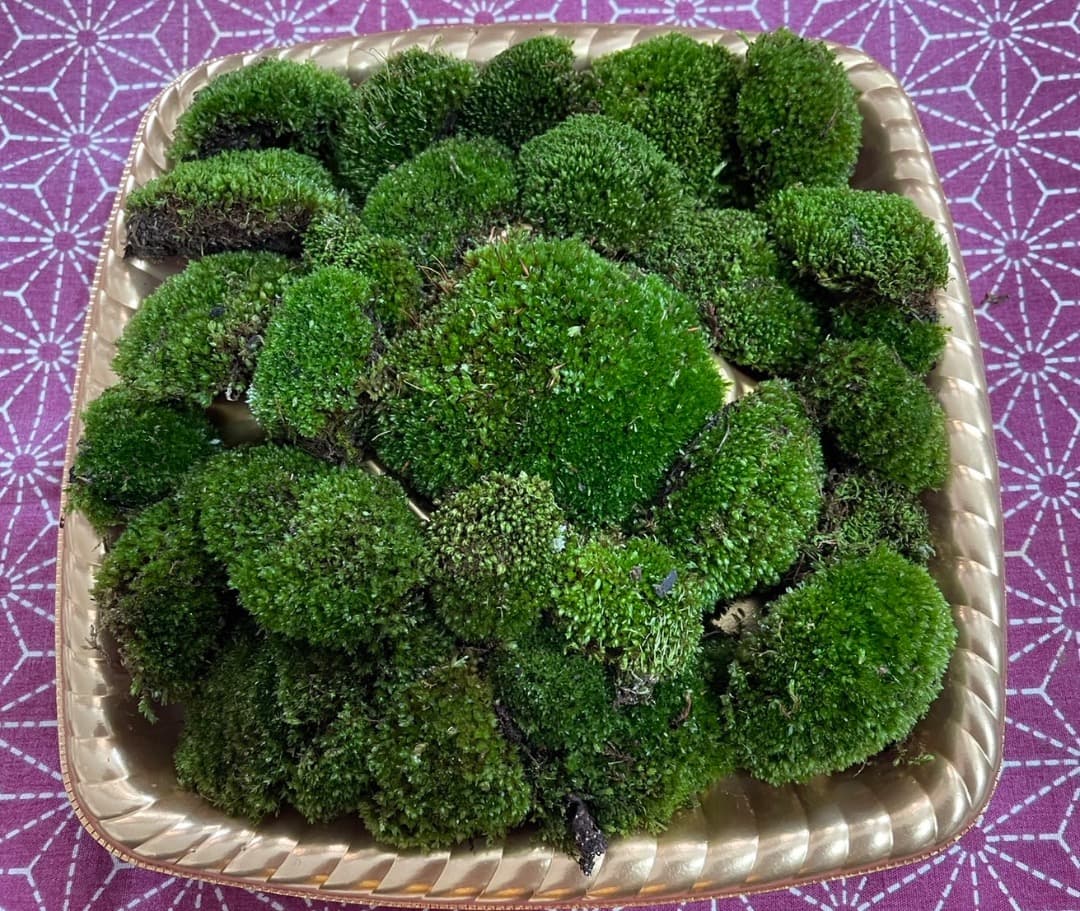 ホソウリゴケのリクエスト用ページ