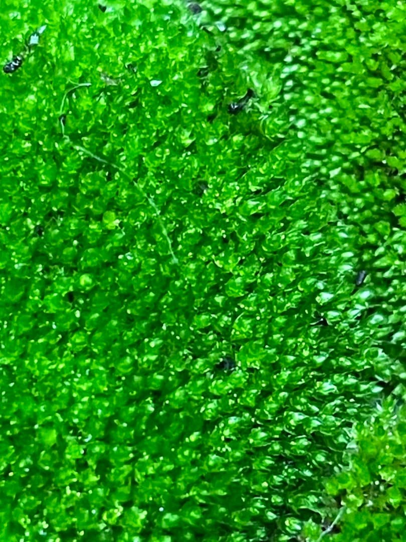 ホソウリゴケのリクエスト用ページ