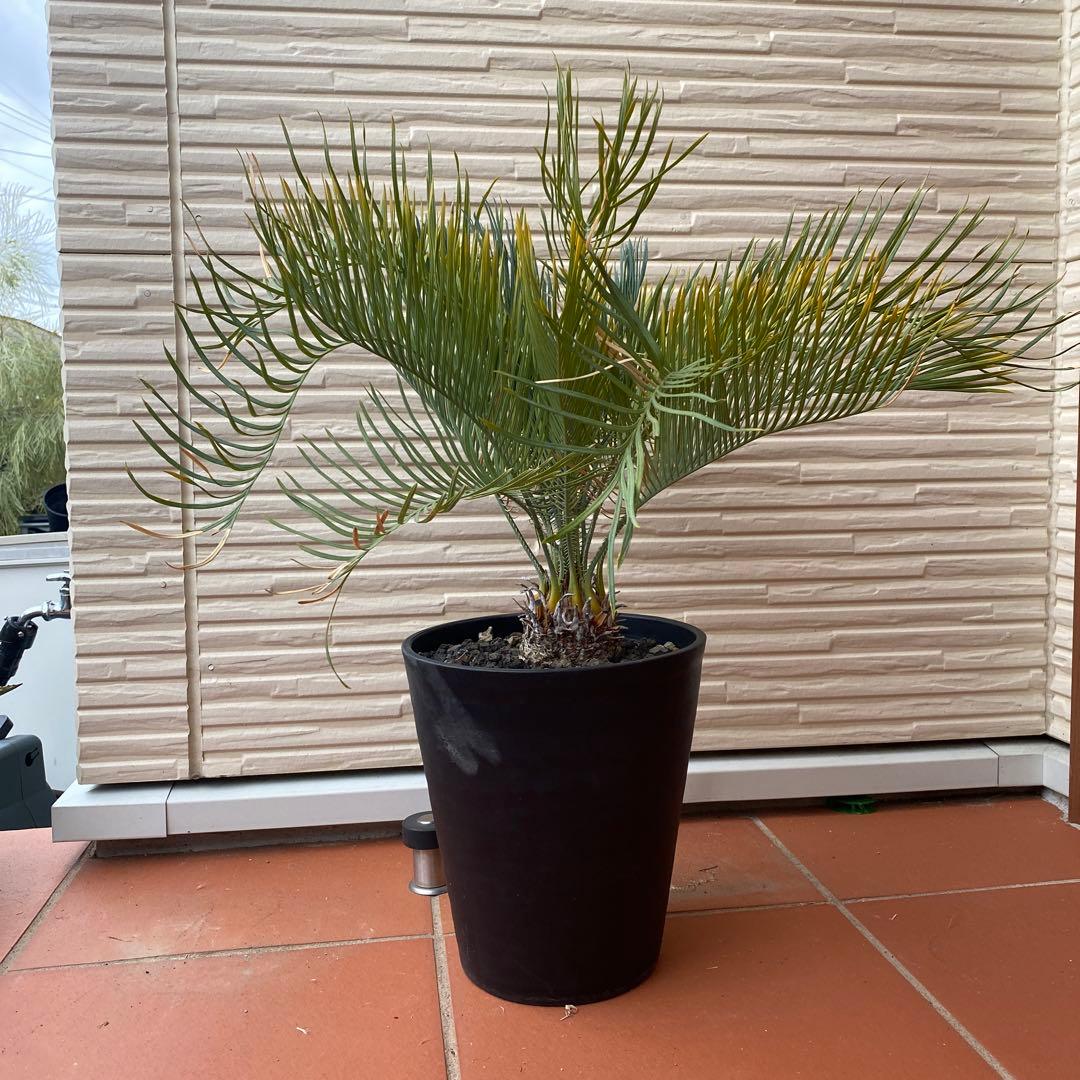 サイカス・カイルンシアナ　美肌・美株　引き取り限定