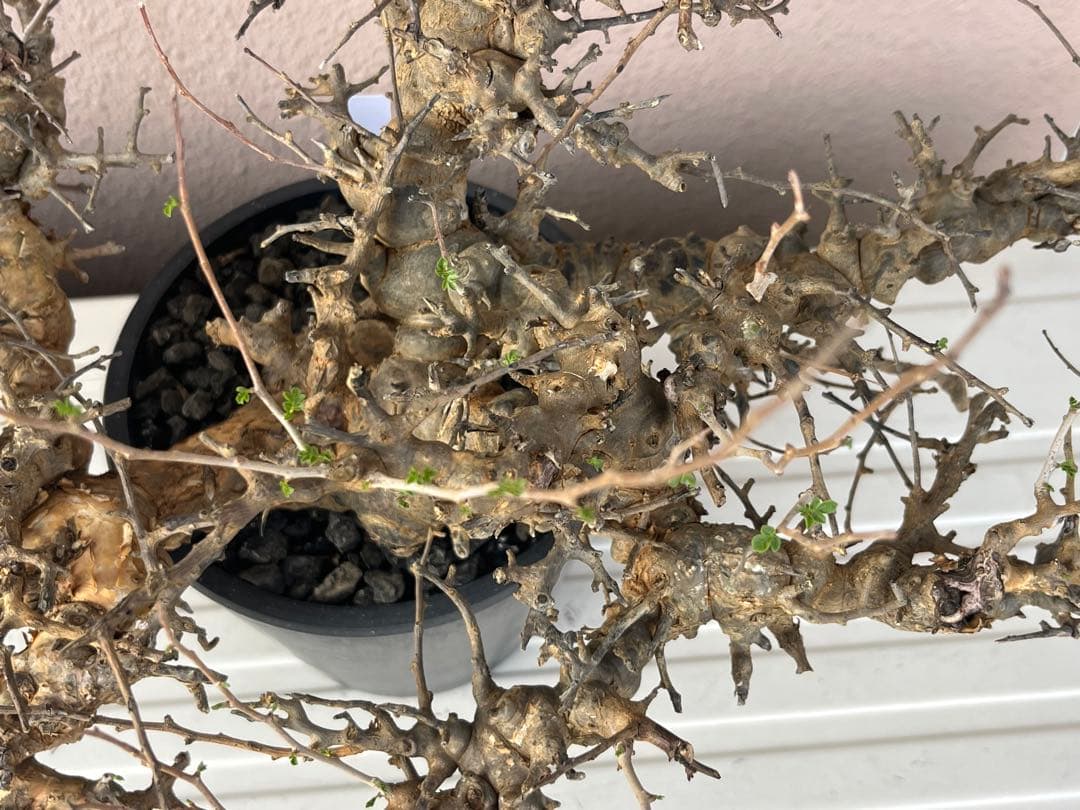 【マッスル坊主】コミフォラ エイル 特大 現地球 発根済