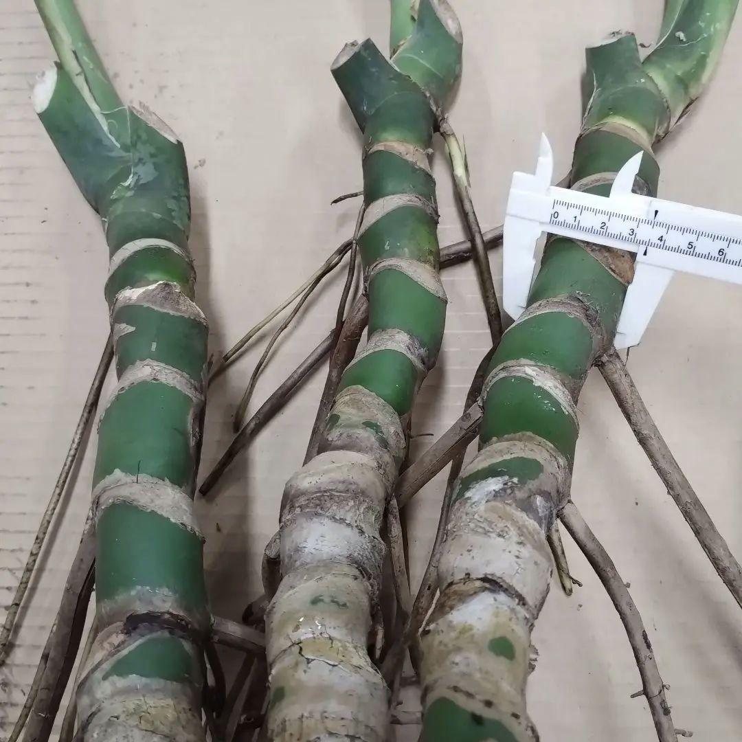 モンステラ ３本セット　木質化幹立ち根上り