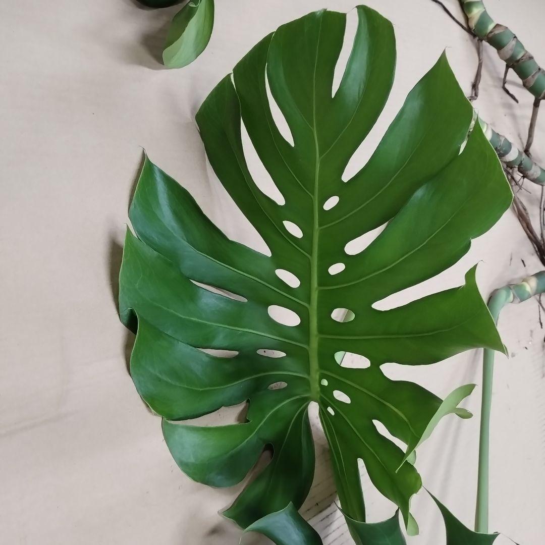 モンステラ ３本セット　木質化幹立ち根上り