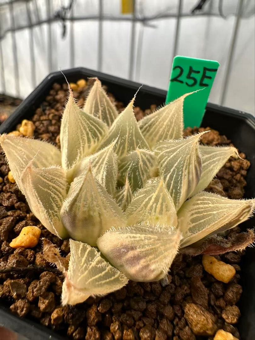 25E 多肉植物 ハオルチア 白狼オブツーサ錦糊斑