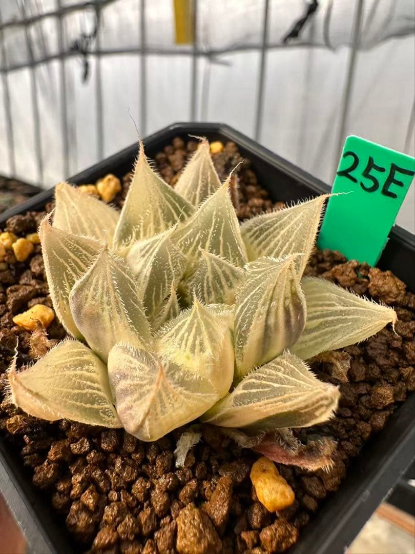 25E 多肉植物 ハオルチア 白狼オブツーサ錦糊斑