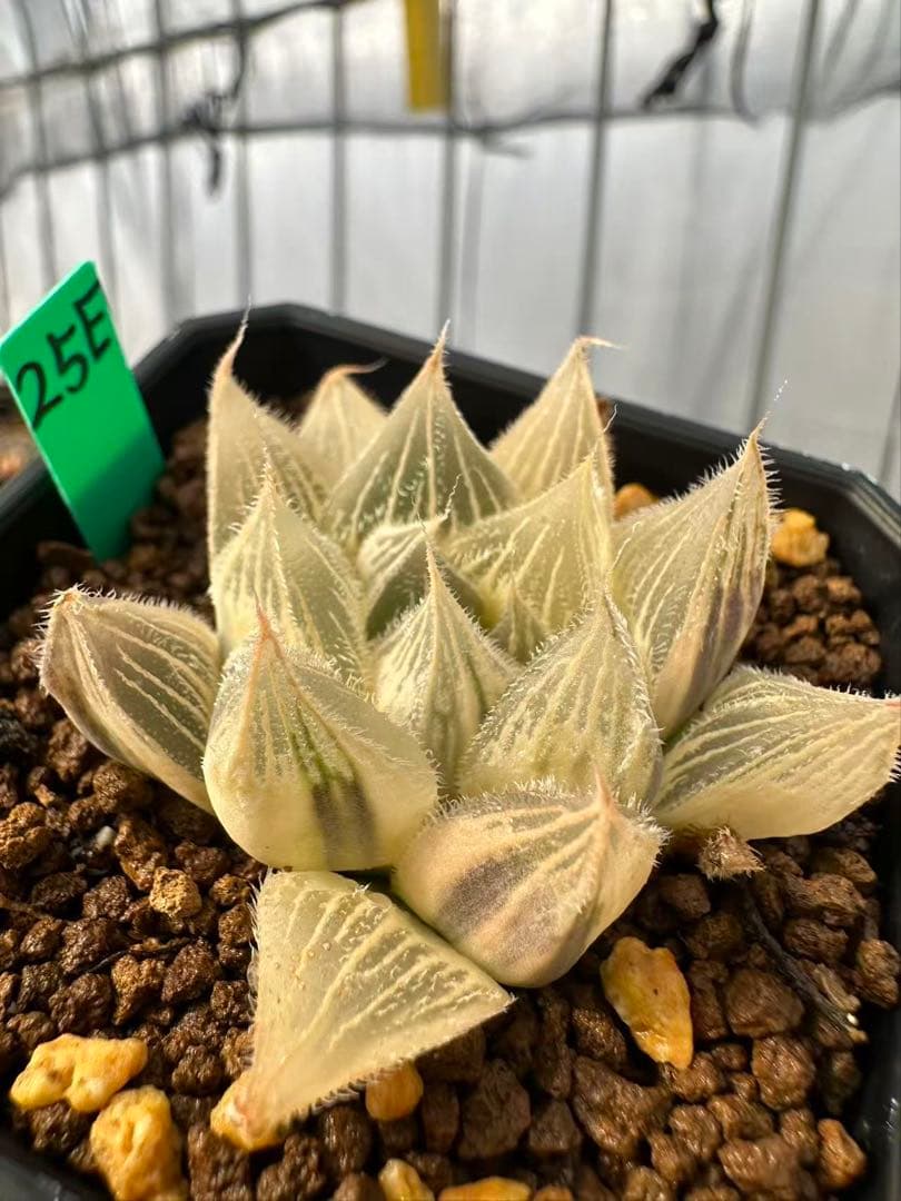 25E 多肉植物 ハオルチア 白狼オブツーサ錦糊斑