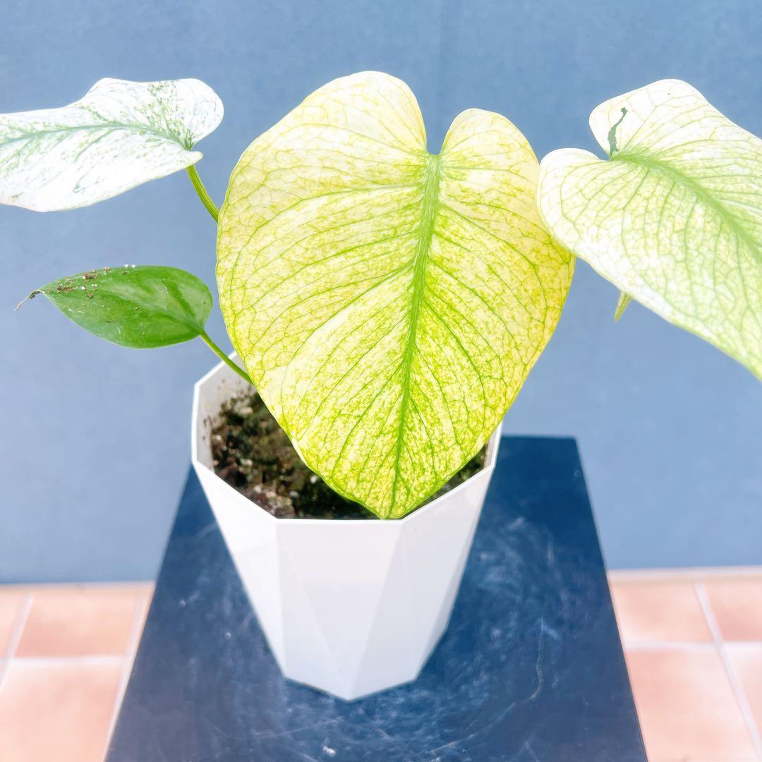 現品　モンステラ　ホワイトモンスター　41番　希少　観葉植物　インテリアグリーン