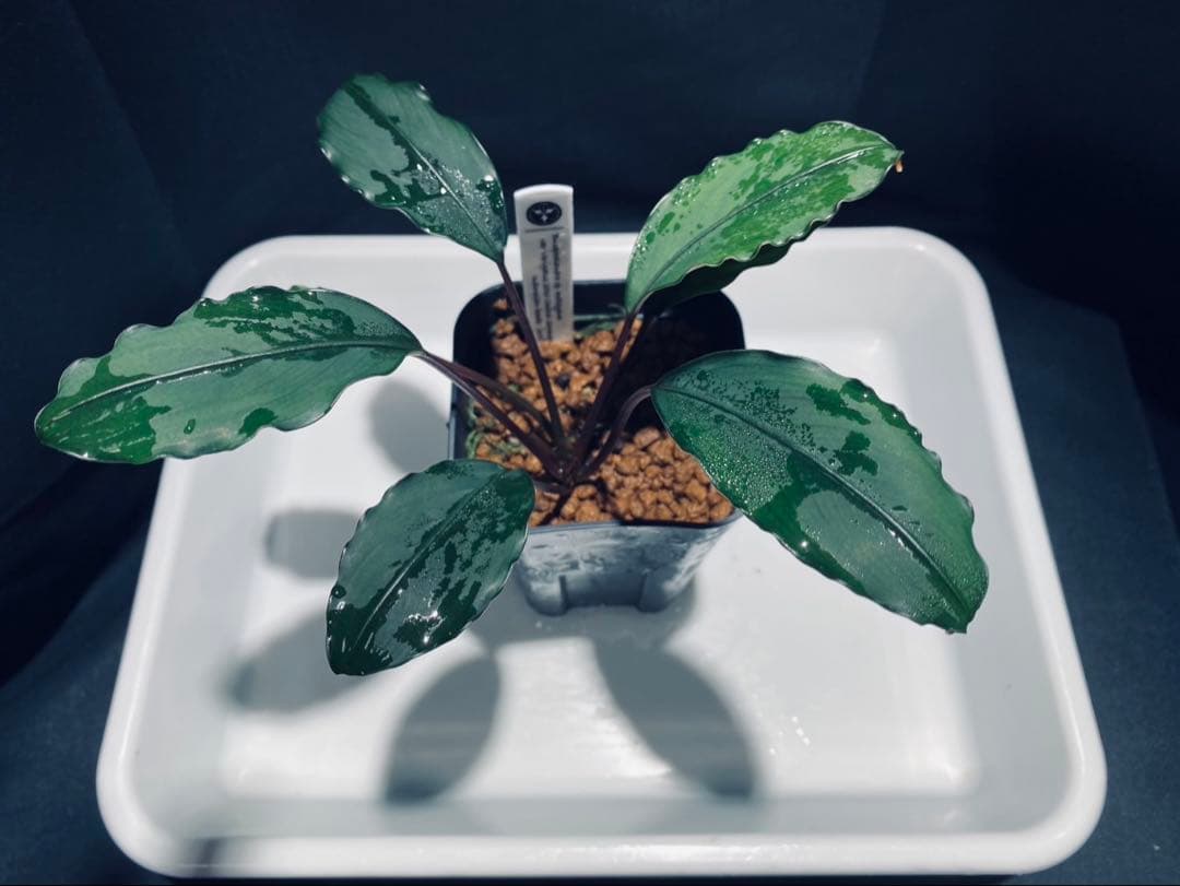 【KN便】モトレイアーナ