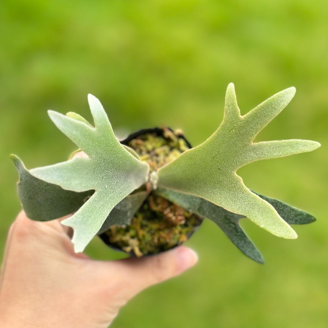 P. willinckii ’Jenny’ TC 2831