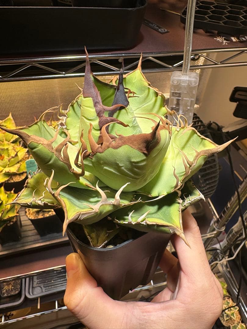 アガベ 実生　写真現物販売