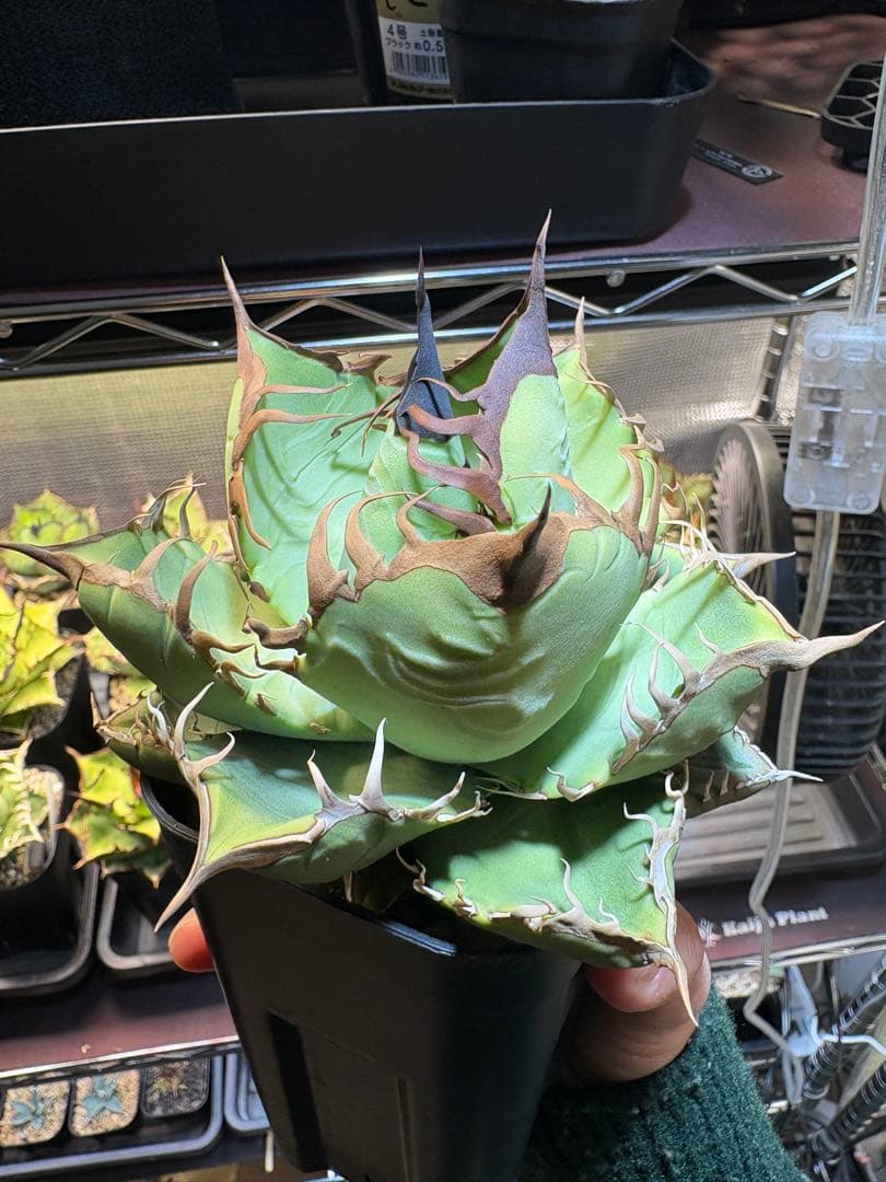 アガベ 実生　写真現物販売