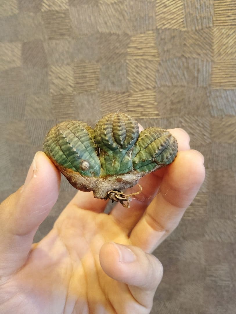 特選 ユーフォルビア オベサ 多頭 3ヘッド