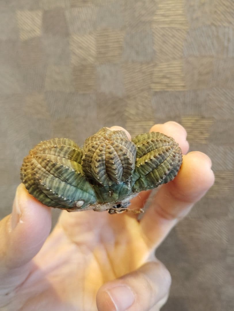 特選 ユーフォルビア オベサ 多頭 3ヘッド