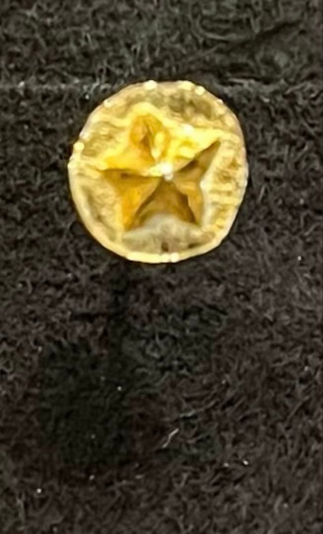 本日発送可 ビンゴブ bingo brothers 24k スターメタルピアス