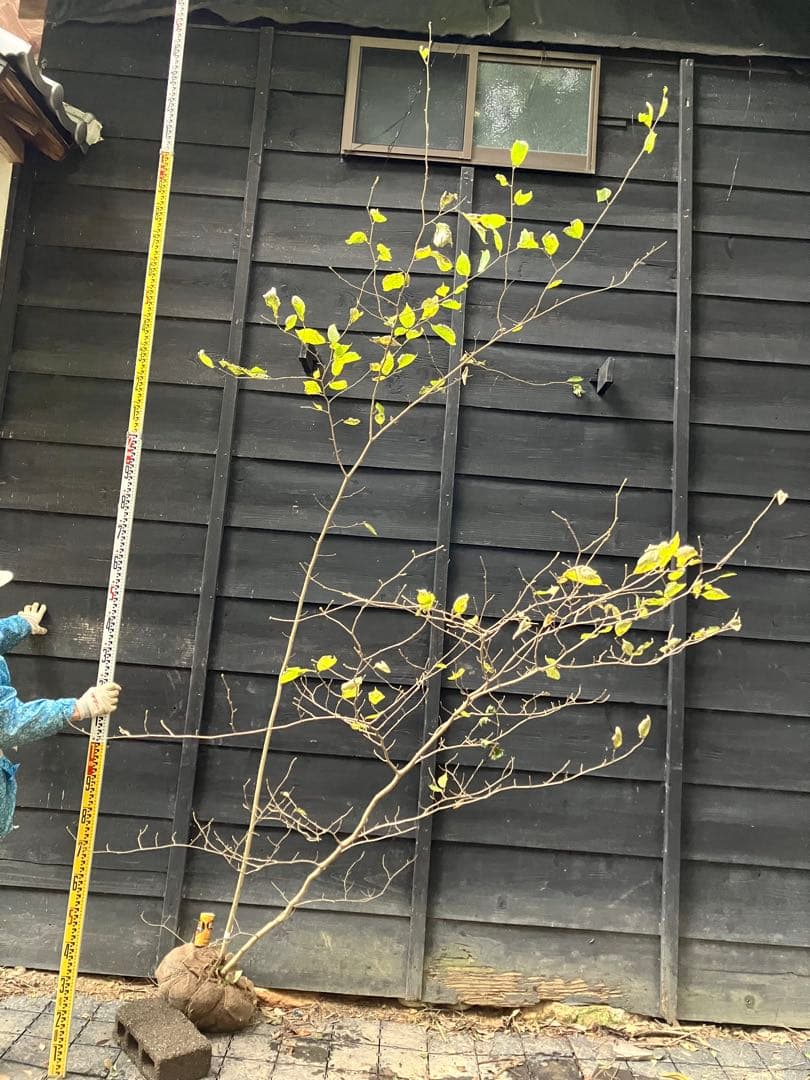 85 山採り　ハシバミ