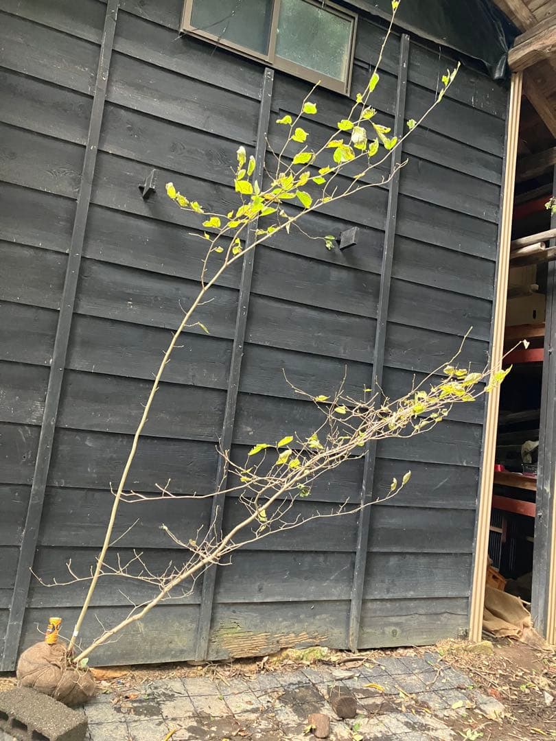 85 山採り　ハシバミ