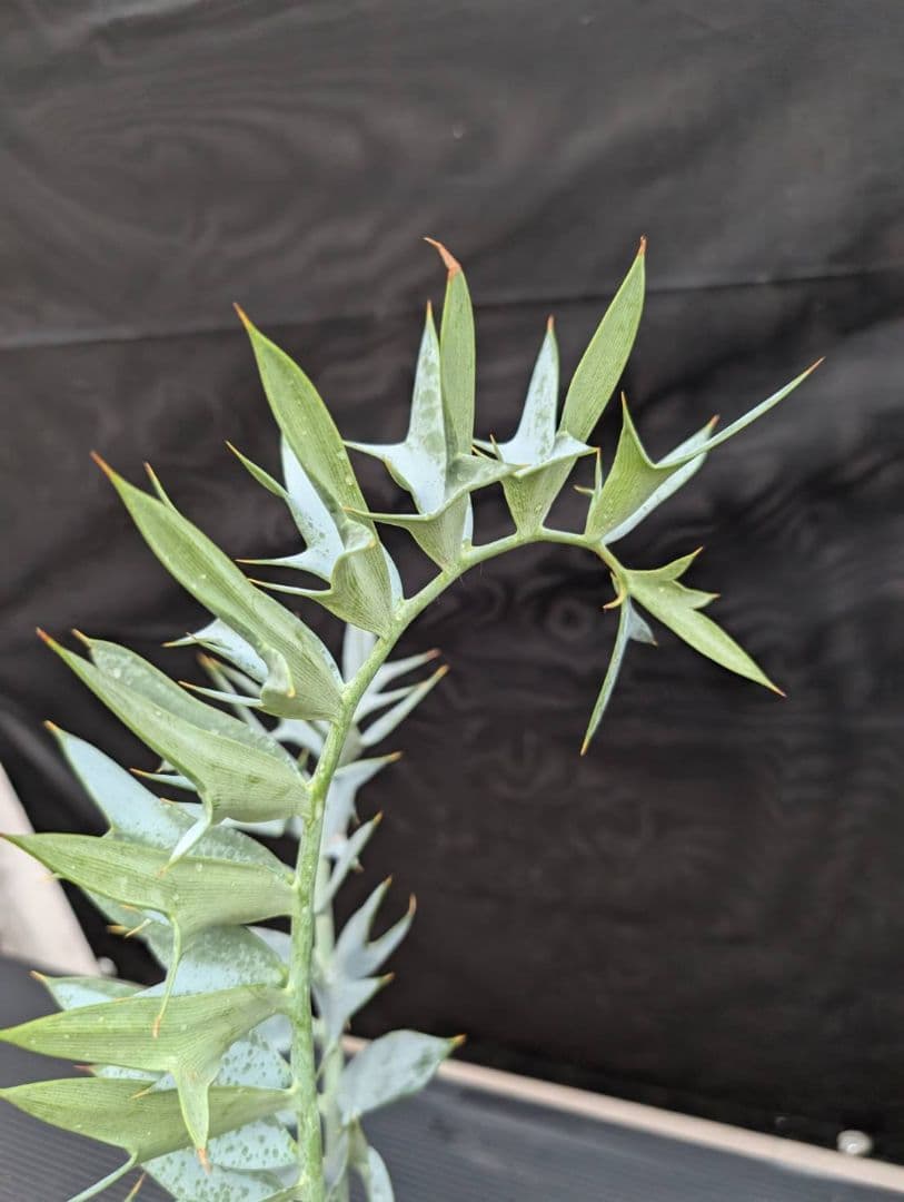 19 エンセファラルトス ホリダス オレンジ肌 特大 葉性最高