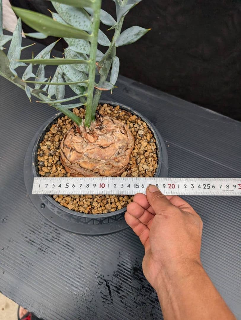 19 エンセファラルトス ホリダス オレンジ肌 特大 葉性最高